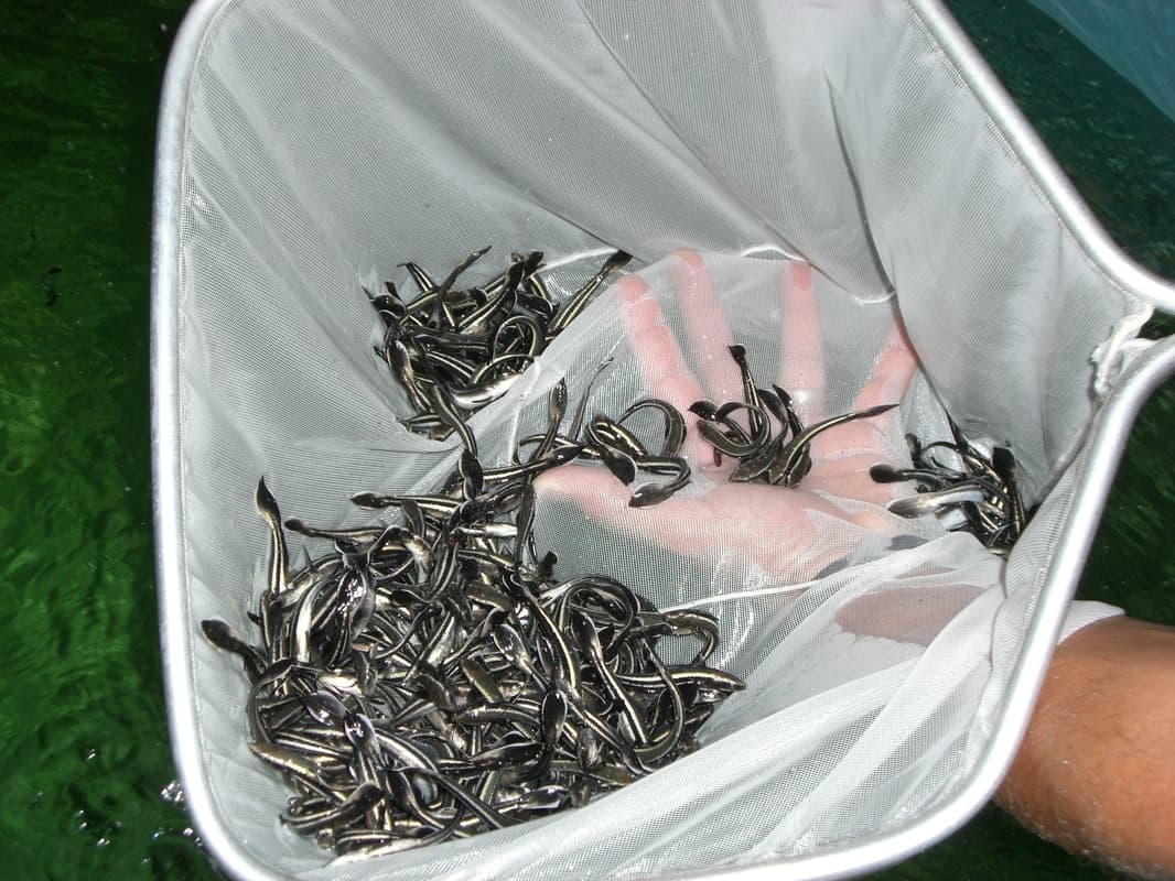 Посадочный материал для УЗВ