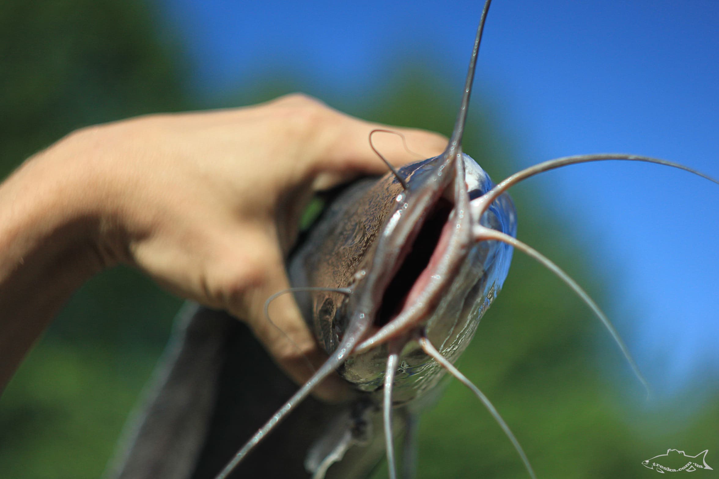 Агрессивный хищник - клариевый сом