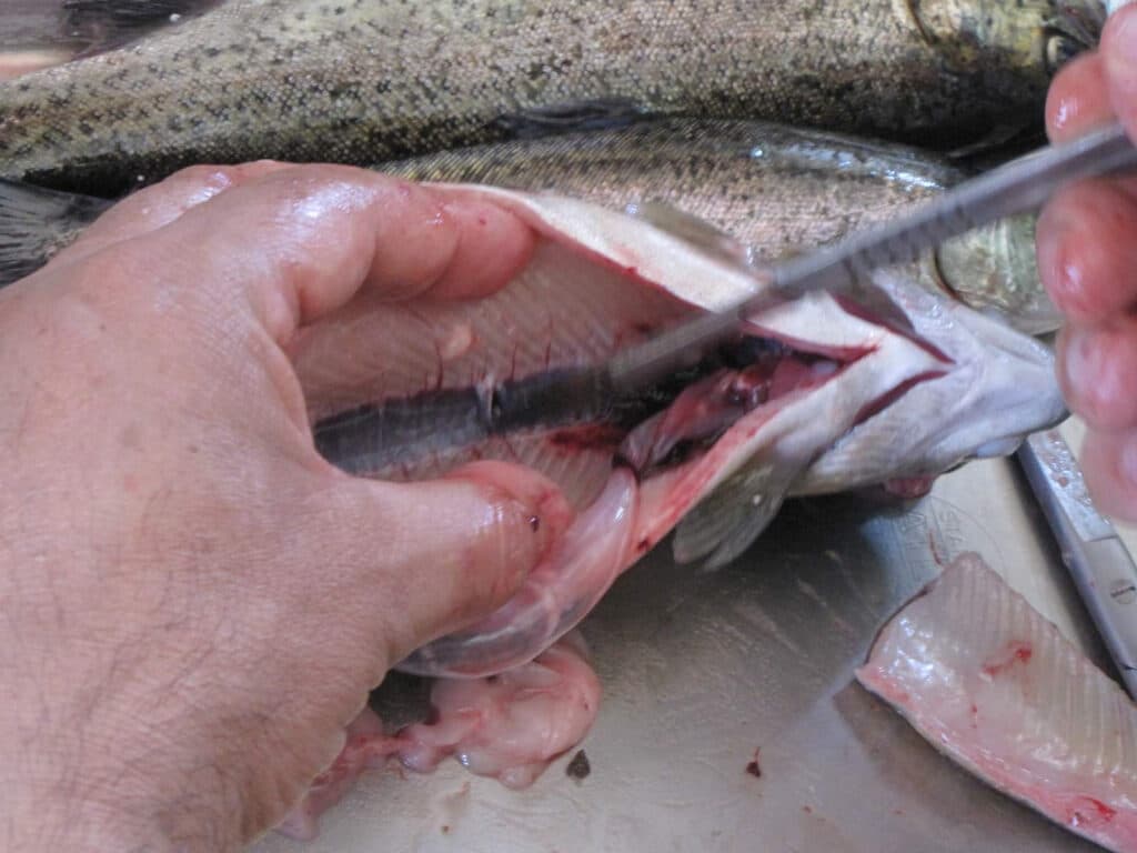 Risks in modern aquaculture