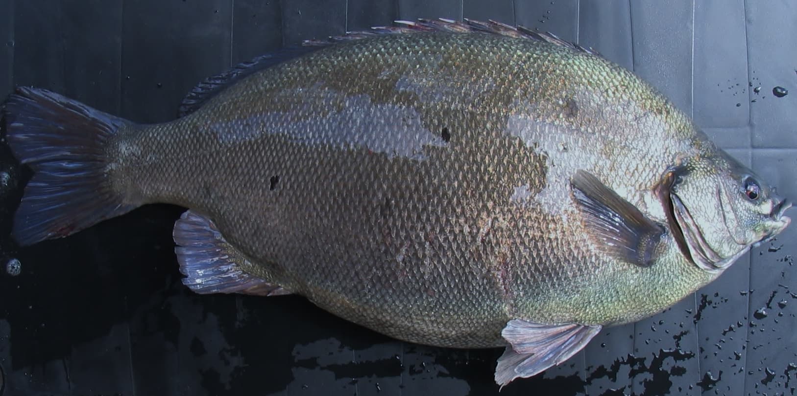 Нефритовый окунь весом 3,2 кг