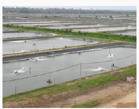 Correct water circulation in fish ponds