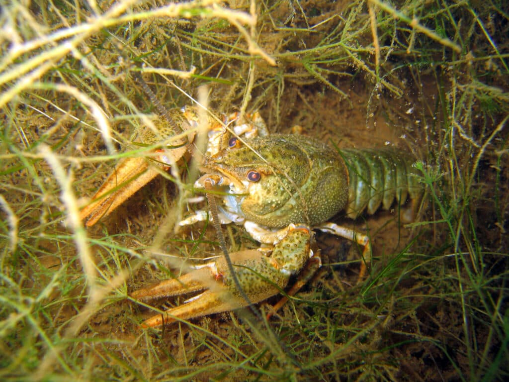 Prospects for Australian crayfish