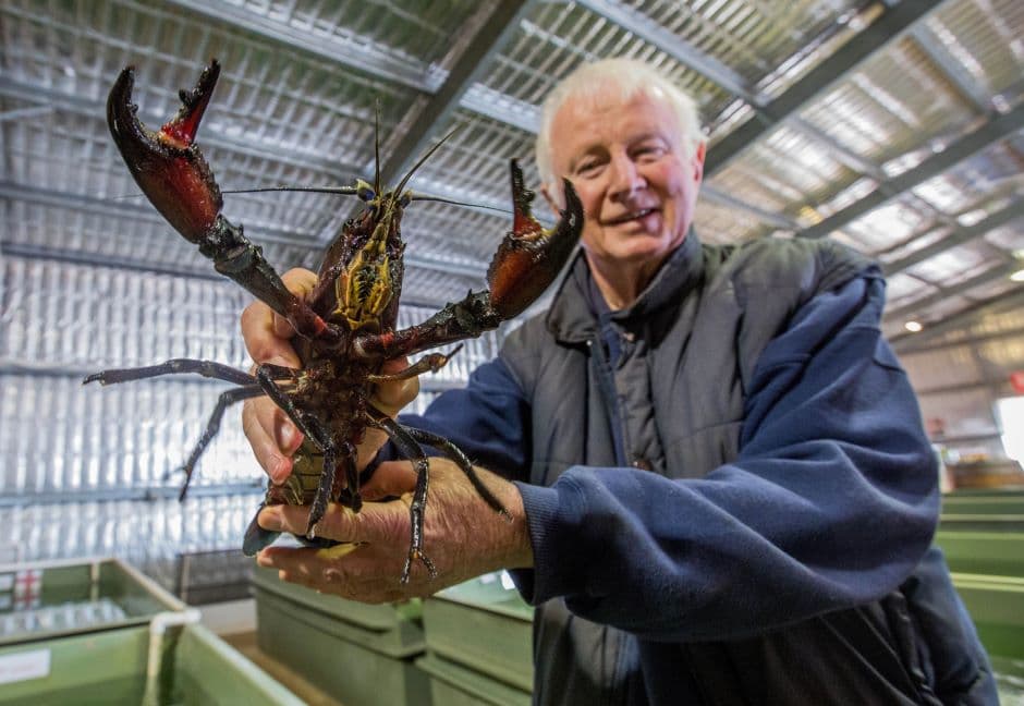 Маррон - австралійський лобстер