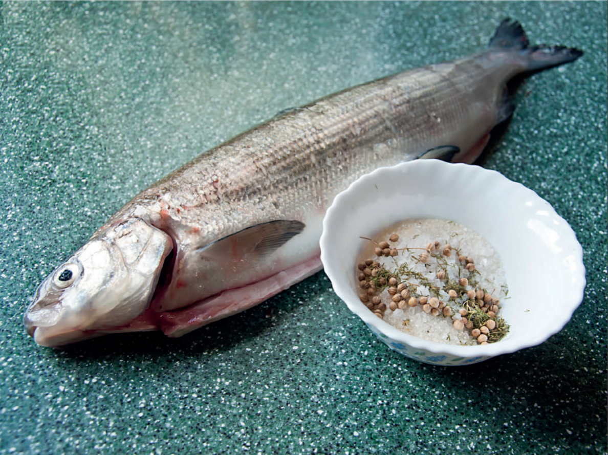 Сиг - Coregonus lavaretus