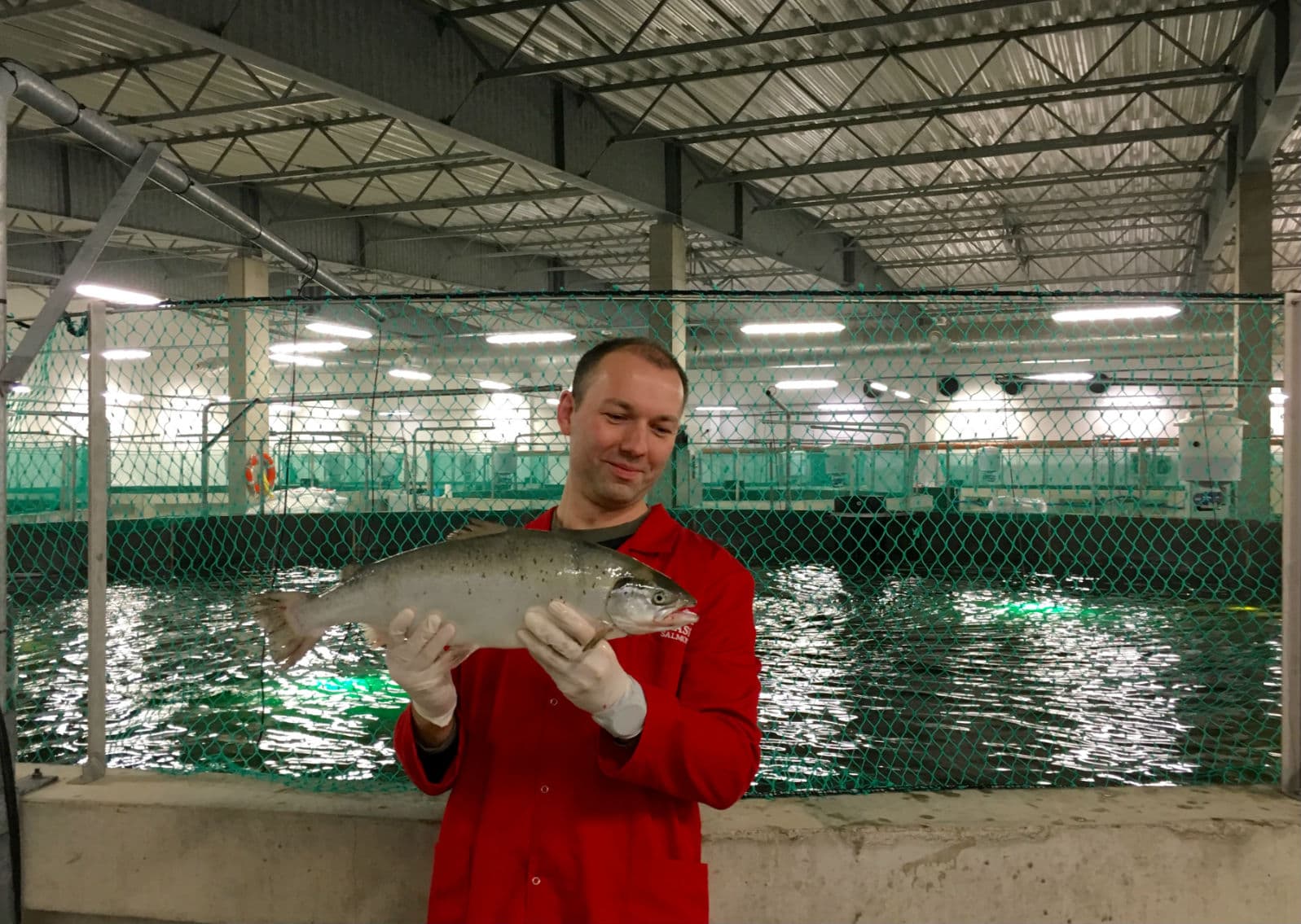 Прекрасний лосось на фермі в Польщі