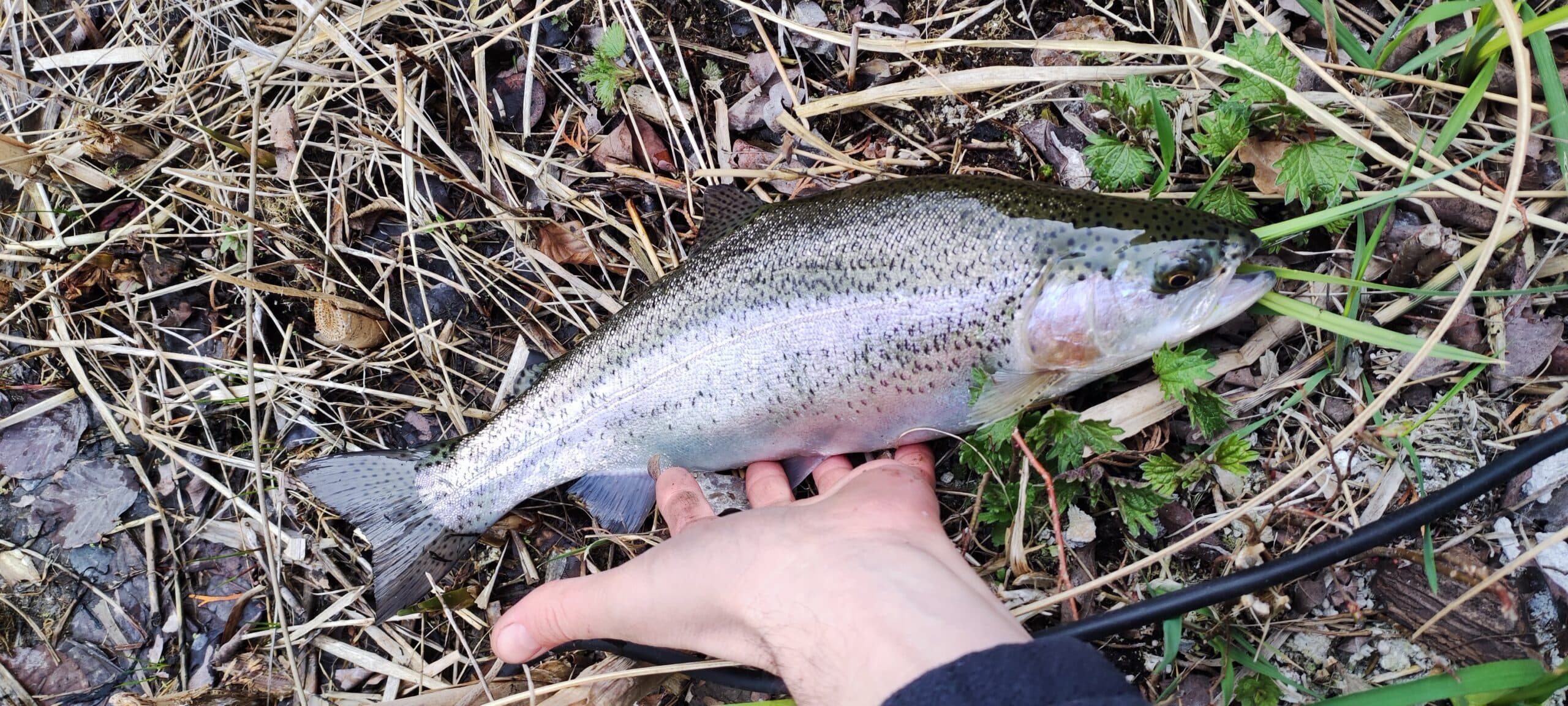 Форелівництво в Україні
