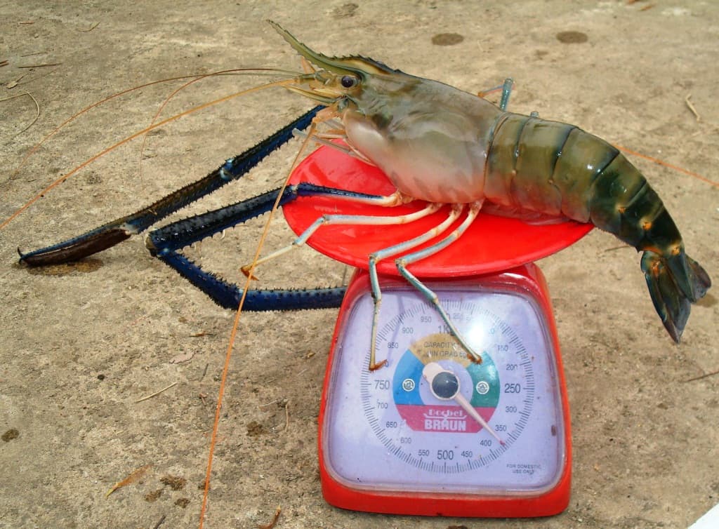 Макробрахіум розенбергі - прісноводна малайзійська креветка