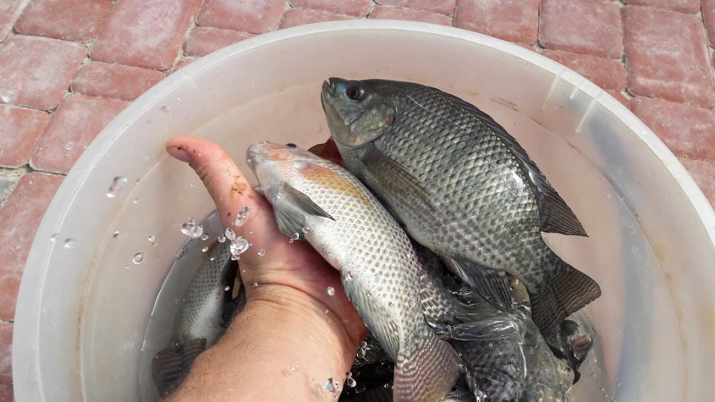 Сезонне вирощування тиляпії на Півдні України: Технологія, Продуктивність та Економічний Аналіз